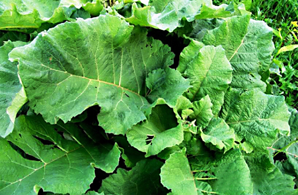 Akar dan daun burdock adalah khasiat obat dan kontraindikasi. Apa yang menyembuhkan burdockAplikasi minyak, rebusan, tincture dan jus burdock untuk keperluan pengobatan: resep