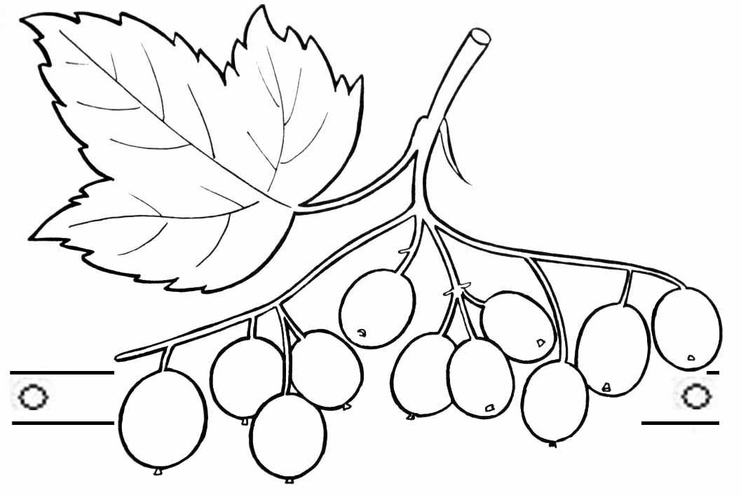 Hvordan man tegner en viburnum? Hvordan tegner en gren og en busk af en guelderrosa i en blyant?