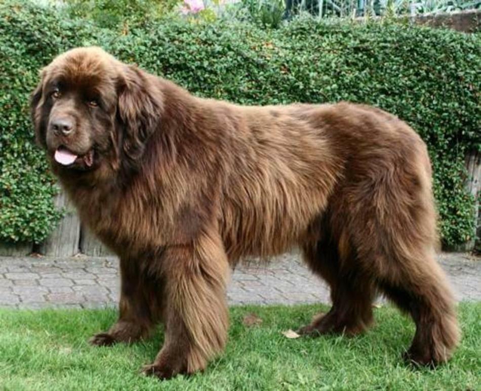 Newfoundland - a breed of dogs: description, features of the breed, color, nature, height and weight, the best nicknames, owner reviews, photos. What to feed Newfoundland, what vitamins to give, how to care, how to keep in the apartment?