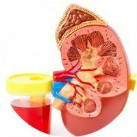 What does it mean if erythrocytes are found in urine, their norms and treatment
