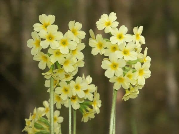 Syrup herbion based on primrose