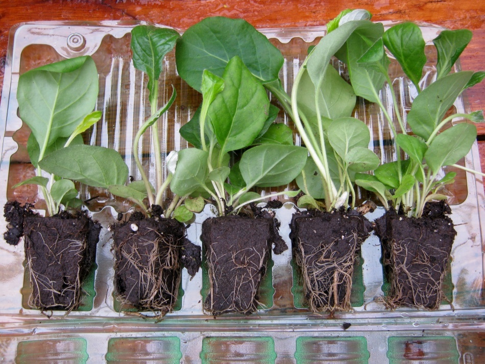 Habitación Gerbera - cuidado en el hogar: suelo, trasplante, reproducción. Flores de Gerbera: plantación y cuidado en el jardín en el campo abierto, creciendo fuera de las semillas