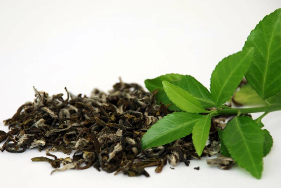 Hva er nyttig for grønn te for vekttap? Slik brygger du og drikker grønn te for å gå ned i vekt?