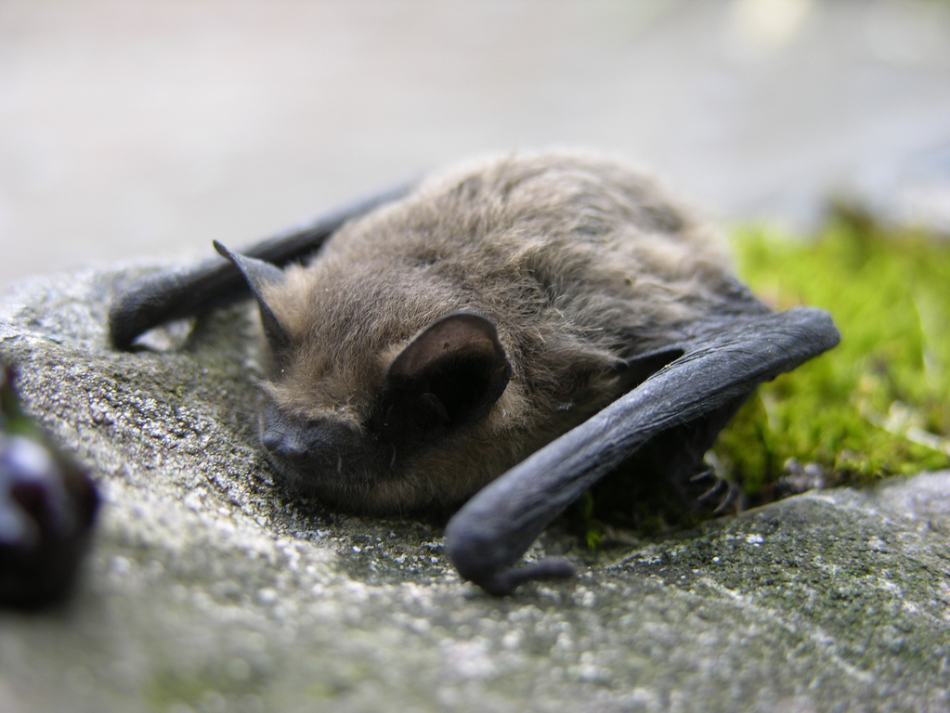 A bat flew into an apartment, a house: a sign. Bats in the house: is it good or bad, is it for money or a wedding?