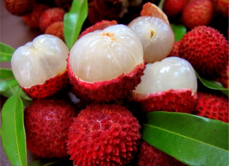 Lychee fruit: how to grow from a stone at home on a window sill in a pot? What is litchi fruit, what does it look like where its homeland: description