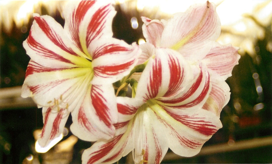 Indoor cvet gippeastrum: vrednost cvetja, znakov, sajenje, gojenje in oskrba med cvetenjem in po njej, med počitkom doma, gnojenje, zalivanje, razmnoževanje, bolezen. Kako kupiti žarnice gippeastrum po pošti na Kitajskem pri podjetju Aliexpress?