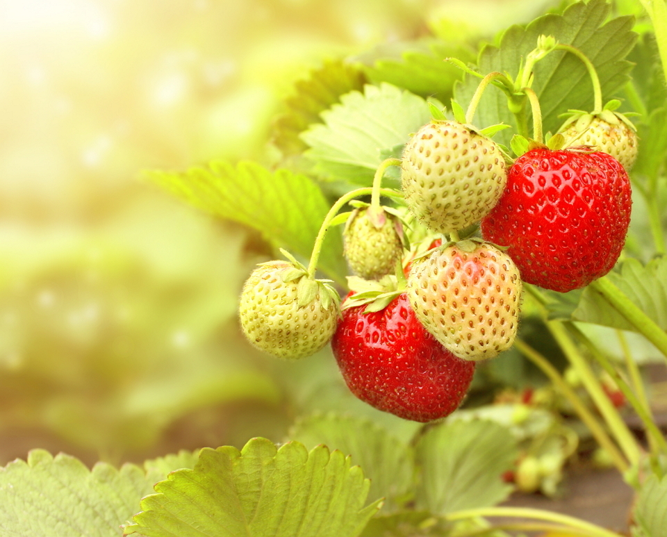 How to prepare the soil for strawberries