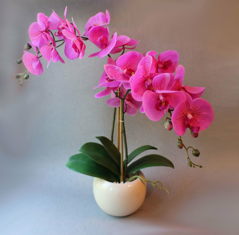 Jak správně vodě pokoj orchidej během kvetení, v zimě, v létě, po koupi, transplantaci, v hrnci doma s kyselinou jantarovou, česnekovou vodou, hnojiva a jak často? Jak často vodí Phalaenopsis orchideje doma?