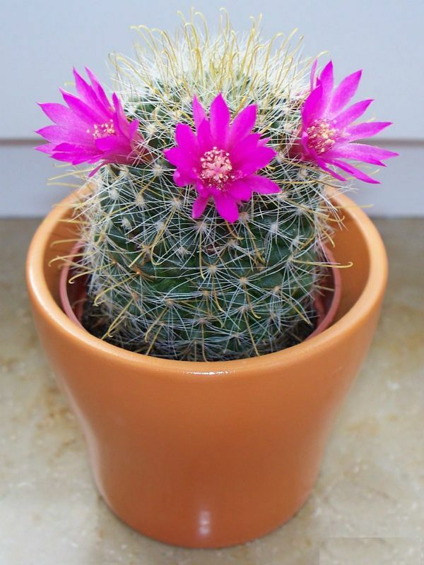 Paras lajike kukkiva kaktus valokuvilla ja nimillä