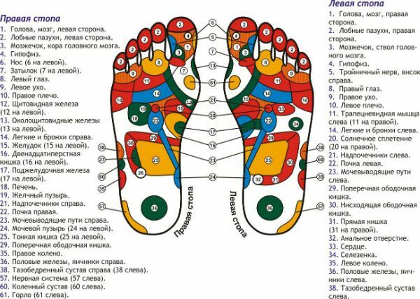 Active points on the feet, responsible for human organs