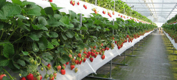 Aardbeien laten groeien op Nederlandse technologie