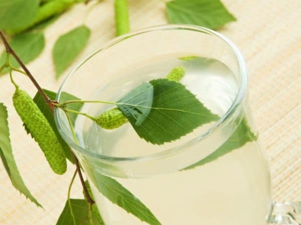 cough treatment with herbs