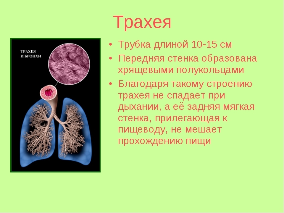 Human anatomi. Strukturen og placeringen af ​​menneskets indre organer. Organer i brystet, maven, bækkenorganerne