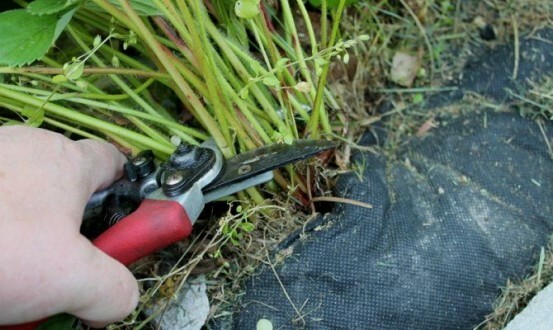 Pruning strawberries: the pros and cons, how to conduct