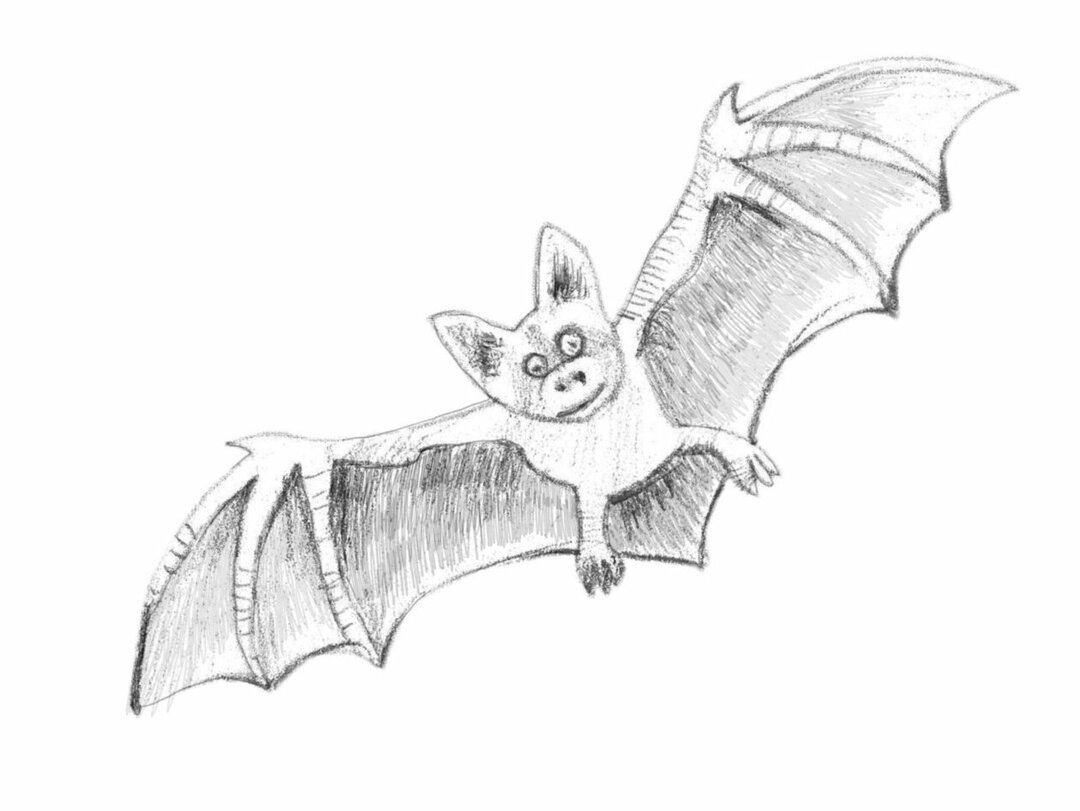 How to draw a bat in pencil step by step for children? Figures of the bat on the cells in the notebook