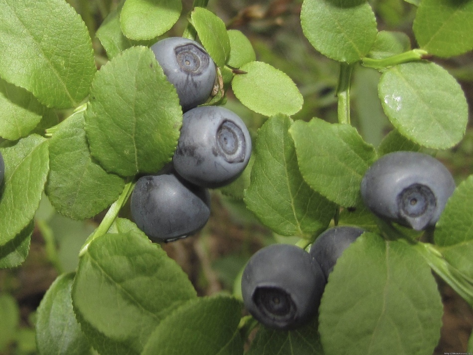Whether it is possible for pregnant women of a guelder-rose, a cowberry, a bilberry, a blueberry? Useful properties and contraindications for pregnancy: calves, lingonberries, blueberries, blueberries