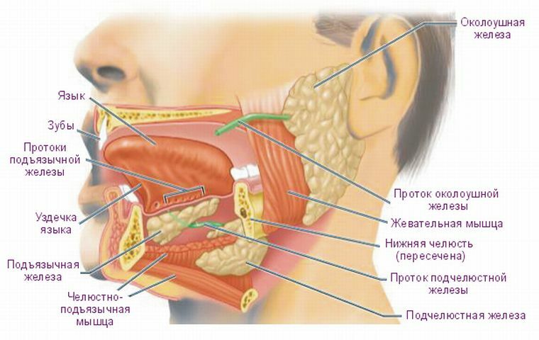 Sve o salivarnim žlijezdama: anatomija, funkcije i bolesti