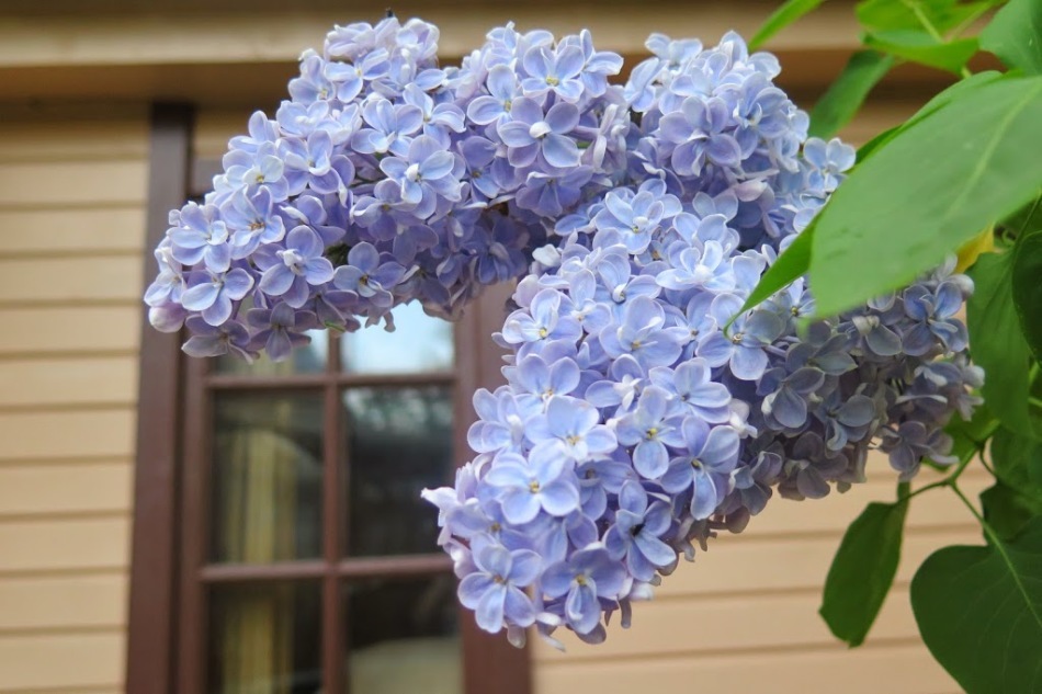 Lilac: människors tecken. Lilac med fem kronblad, blommar på hösten, på gården, i huset: skyltar
