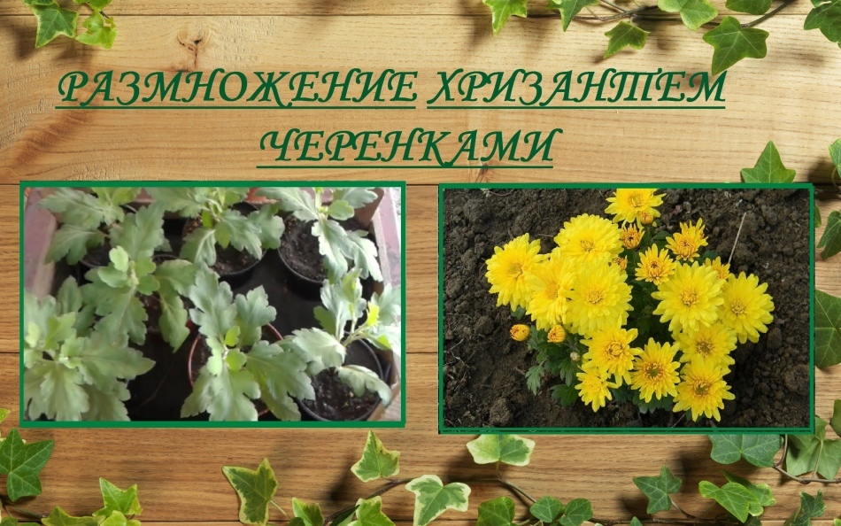 Odmiany i rodzaje chryzantem: wartość kwiatu, opis, zdjęcie. Chryzantema w doniczce i ogrodzie wieloletnia: sadzenie i pielęgnacja w domu
