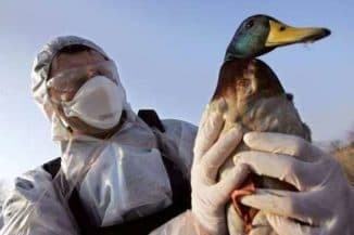 ptičje gripe