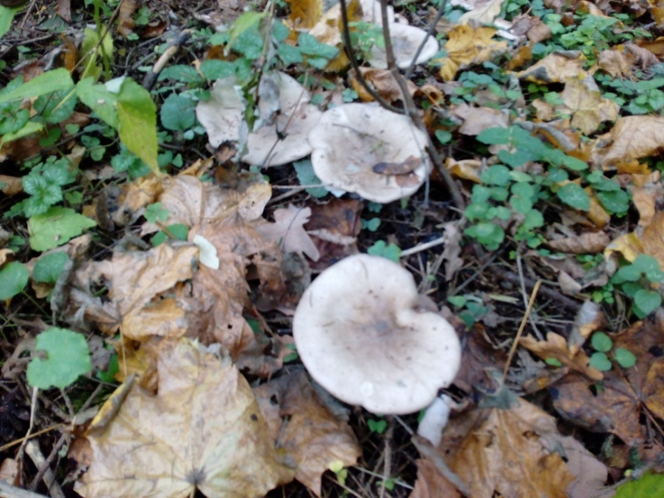Cogumelos Ryadikov comestíveis e venenosos: como distinguir? Tipos de cogumelos ryadovok: foto, descrição