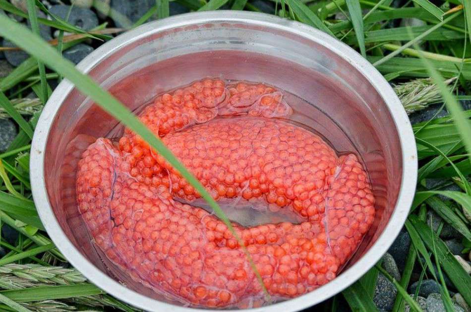 How tasty to salted caviar salmon at home: recipes. Salting pink salmon roe - secrets, subtleties, tips and recipes for preparing salted caviar. How to remove the film from the caviar and wash the pink salmon roe at home before the ambassador?