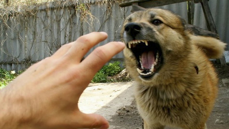 Tollwut bei Hunden die ersten Anzeichen, Ursachen und Behandlung. Ist