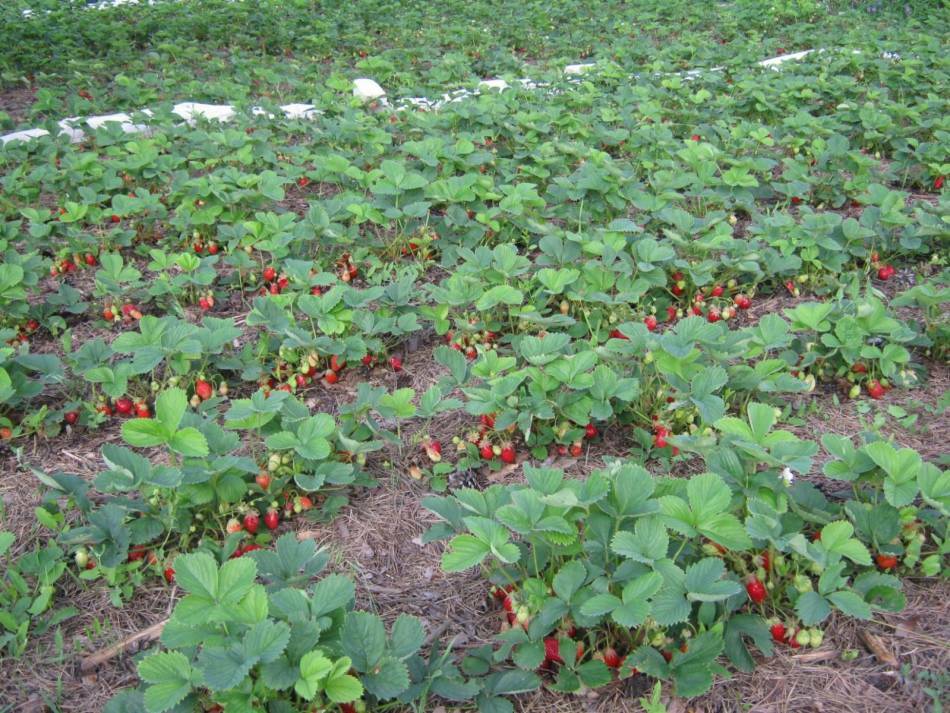 plantando-transplantando-e-cuidando-morangos-na-primavera-cultivo