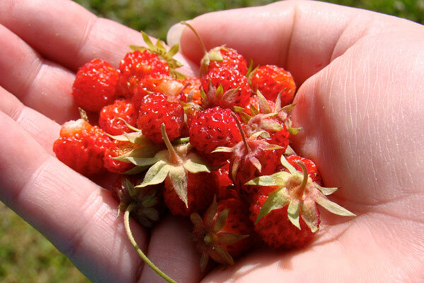 Dünger zum Pflanzen und Düngen von Erdbeeren