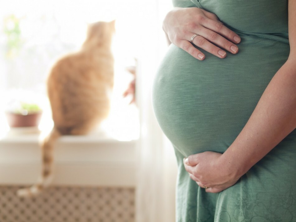 Gravidez de uma mulher e um gato em um apartamento, uma casa: se é possível às mulheres grávidas pegar um gato e viver com um gato?