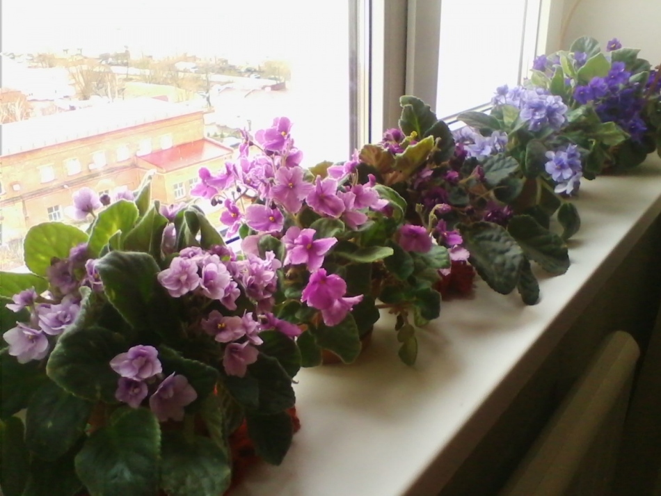 As violetas no windowsill destroem a vida pessoal: é verdade?É possível manter violetas em casa: sinais das pessoas, superstições. Violetas na casa: é bom ou ruim?