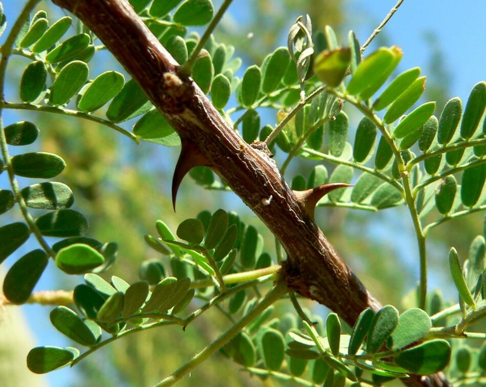 Acacia: sugas un šķirnes - apraksts, noderīgas un ārstnieciskas īpašības un kontrindikācijas. Tinkena no baltas akācijas ziediem uz degvīnu, uz alkohola: pielietojums