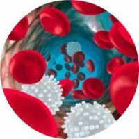 Anledningarna till det höga innehållet av leukocyter i blodet, vad de är farliga och hur man ska minska