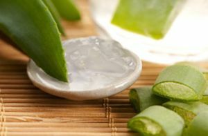 Ways of using aloe for the treatment of hemorrhoids: the best recipes
