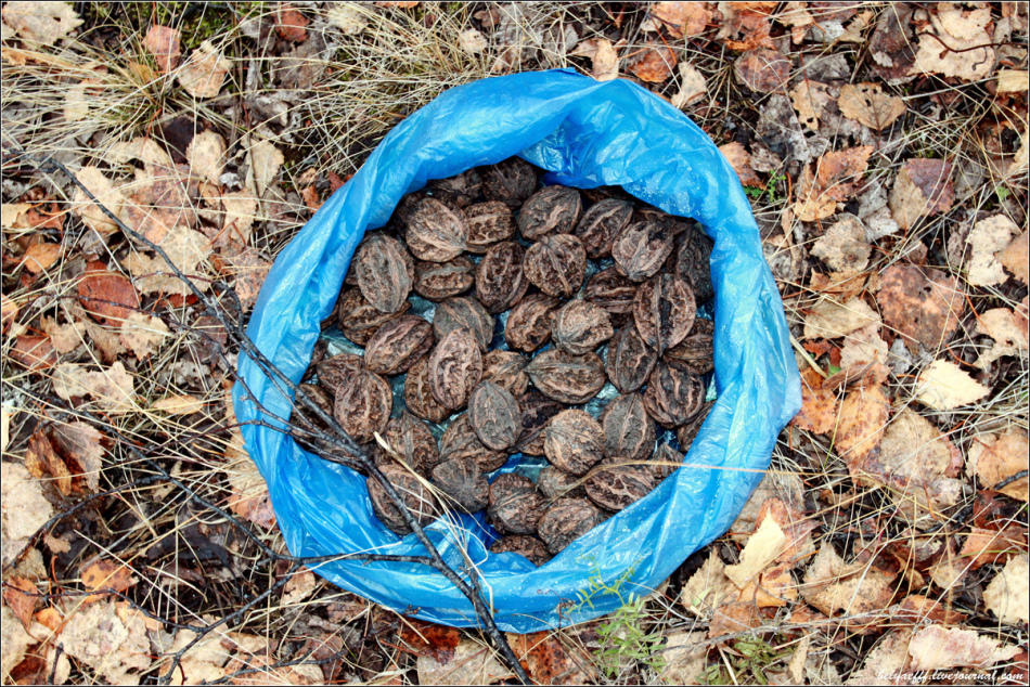 Vlastnosti ořechů.Užitečné a léčivé vlastnosti ořechového, cedrového, brazilského, lesa, černého a muškátového oříšku, arašídů, mandlí, kešu