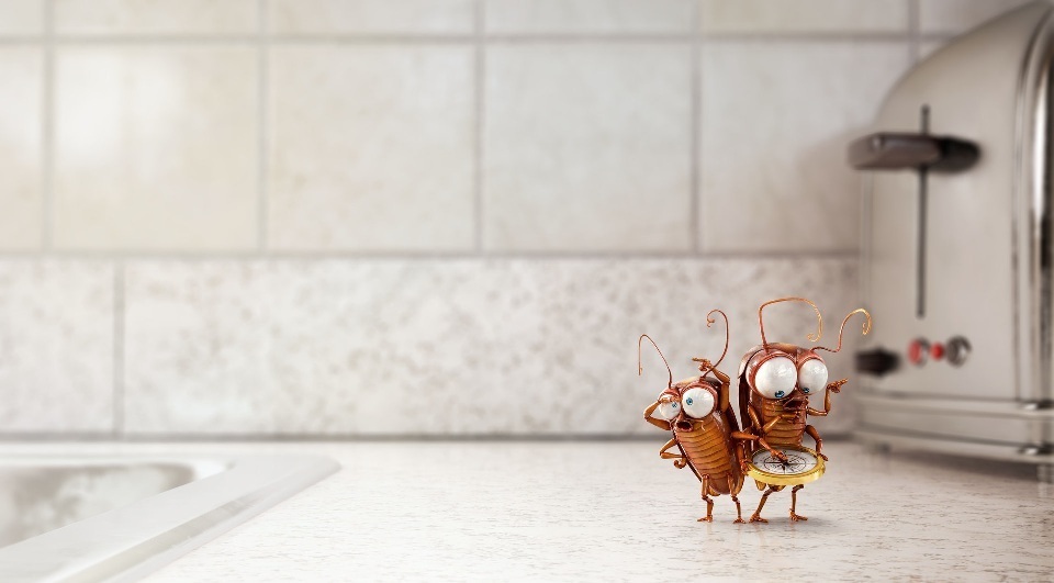 Droominterpretatie: welke dromen over kakkerlakken leven, dood, rood, zwart, groot, klein, vrouw, man, meisje. Waarom dromen van moorden, persen, vergiftigen, eten, vangen, veel kakkerlakken: de interpretatie van slaap