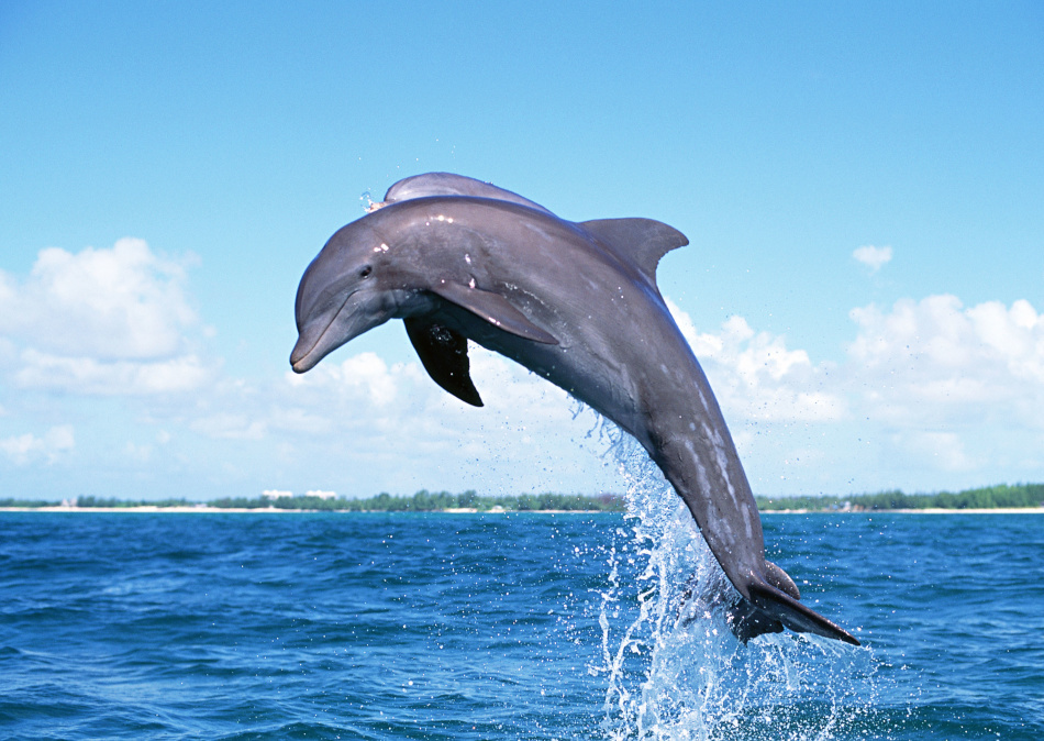 Dream-delfín: ¿qué sueña un delfín blanco, rosado, muerto y herido en un sueño?¿Por qué soñar con delfines en el agua, en el mar de una mujer, una niña, un hombre: la interpretación de un sueño