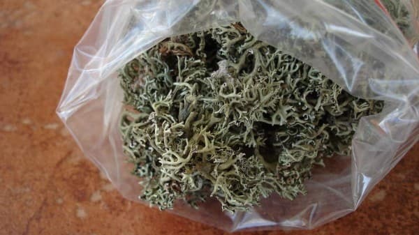 Icelandic moss with cough