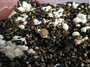 Tecnologia di champignons in crescita a casa