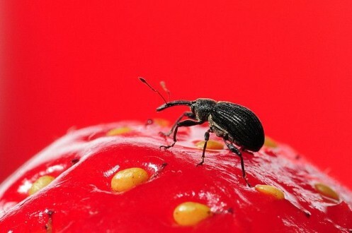 Bagaimana menangani kumbang pada stroberi
