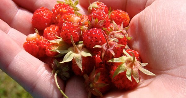 Was ist nach Erdbeeren gepflanzt?