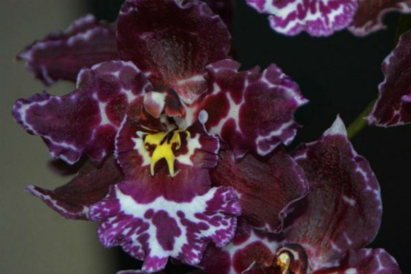 List of home orchids with photos