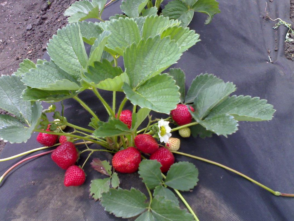 Cómo cultivar fresas en agrofibra