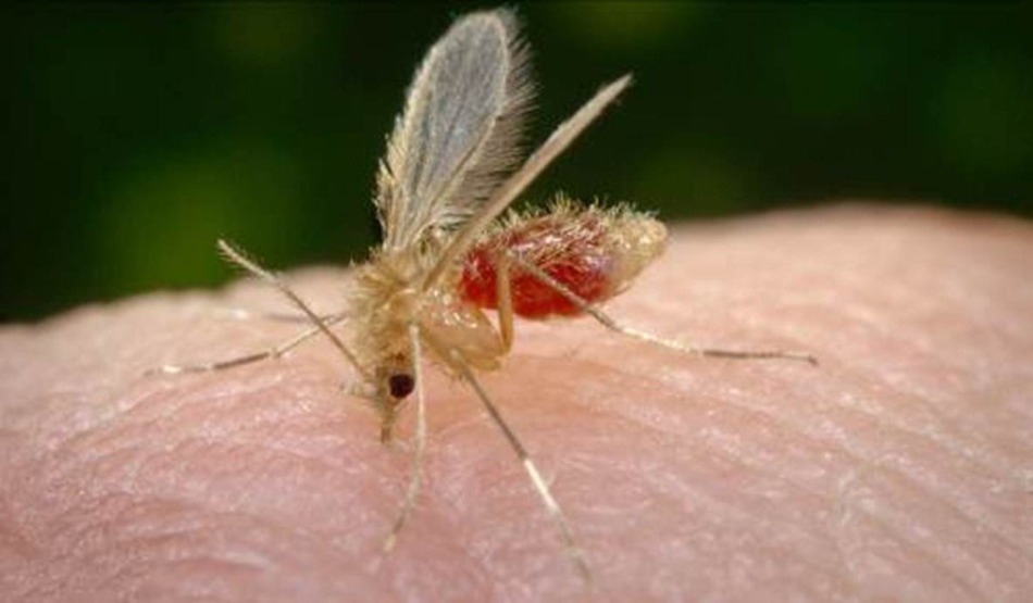 Tilvejebringelse af første nødhjælp til allergiske reaktioner på en insektbid med hævelse, elveblest. Hvordan undgår man bider?