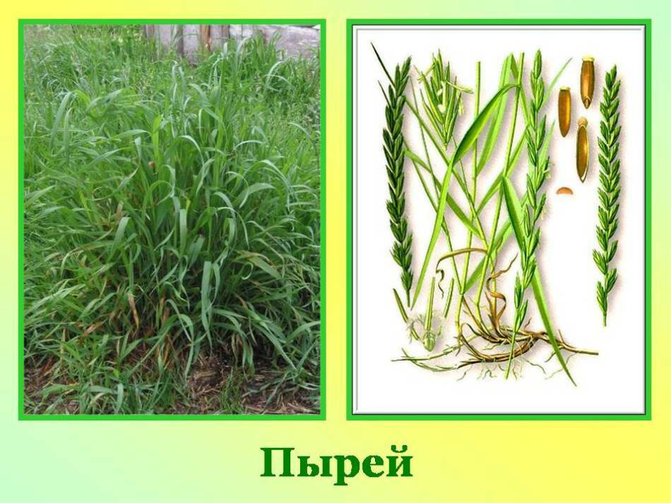 Kako ukloniti pšeničnu travu iz vrta, zemljište zauvijek? Kako se riješiti kemije pšenične trave, herbicida, siderata, narodnih lijekova?