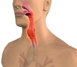throat tissue