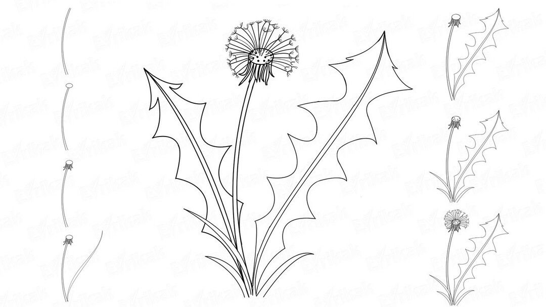 How to draw a dandelion in pencil step by step for beginners? How to draw a dandelion on the wall?