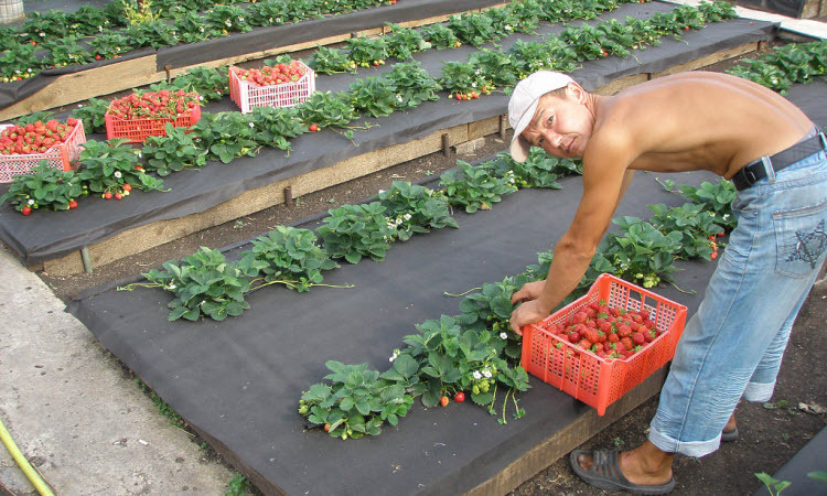 Mulch für Betten mit Erdbeeren