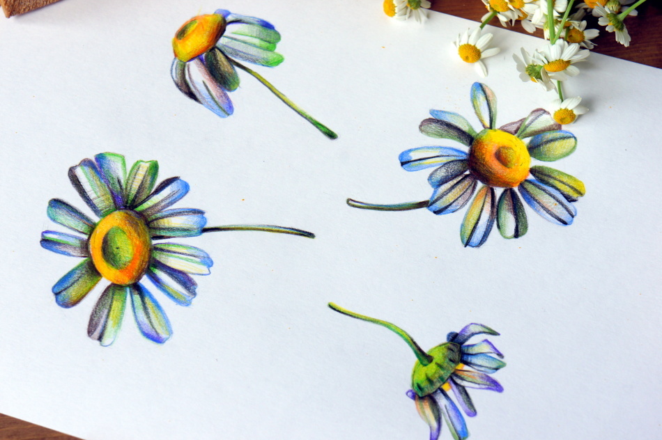 How beautiful to draw a daisy in pencil step by step for beginners? How to draw a bouquet of chamomiles in pencil step by step?
