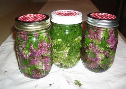 clover infusion